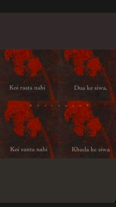 four red flowers with the words koi rasta nabi and dua ke niwa