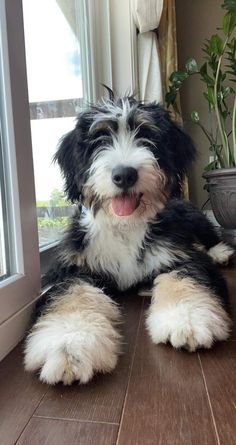 a black and white dog laying on top of a hard wood floor next to a potted plant