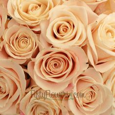 a bouquet of pink roses sitting next to each other