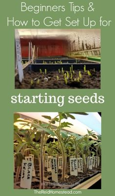 seeding tips and how to get set up for starting seeds