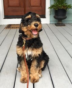 a black and brown dog sitting on top of a wooden floor next to a door