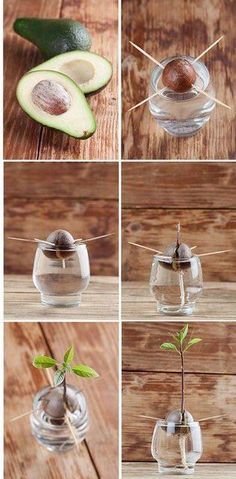 four pictures showing different stages of growing an avocado from seed to plant in glass vases