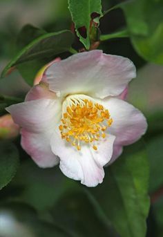 a white and yellow flower with green leaves