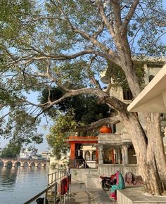 there is a tree that is next to the water and some buildings on the other side