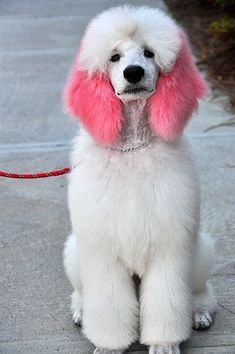 a white poodle with pink fur on it's head sitting on a sidewalk