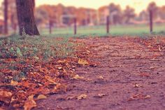 a dirt road with leaves on the ground and trees in the background at an outdoor park