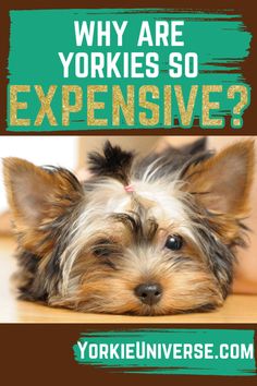 a yorkshire terrier dog laying on the floor with text overlay that reads, why are yorkies so expensive?