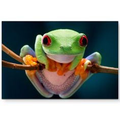 a green frog with red eyes sitting on a branch looking at the camera while holding onto its