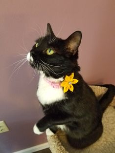 a black and white cat sitting on top of a scratching post with a yellow flower around its neck