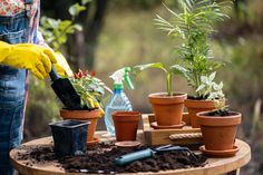 a person in yellow gloves and rubber gloves is watering plants on a table with other potted plants