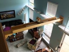 an overhead view of a living room with furniture and cat sitting on the couches