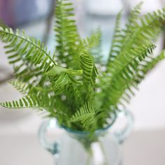 a green plant in a clear glass vase