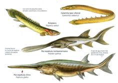 an image of different types of fish