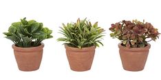 three potted plants in different shapes and sizes