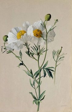 three white flowers with yellow centers on a light colored background, in a painting style