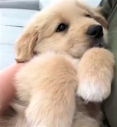 a person is holding a puppy in their lap and it's paw on the arm