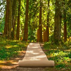 a path in the middle of a forest with trees on both sides and a roll of fabric over it