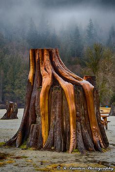 a large tree stump sitting on top of a sandy beach