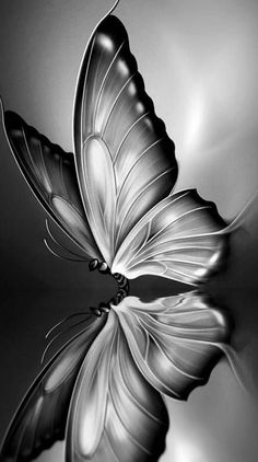 a black and white photo of a butterfly