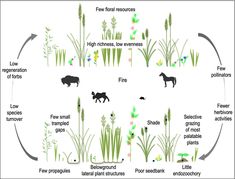 the life cycle of plants and animals in an environment with high carbons, low carbons