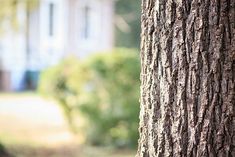 the trunk of a tree in front of a building