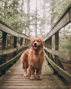 a golden retriever standing on a wooden bridge in the woods with its mouth open