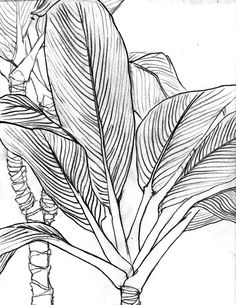 a drawing of a plant with large leaves