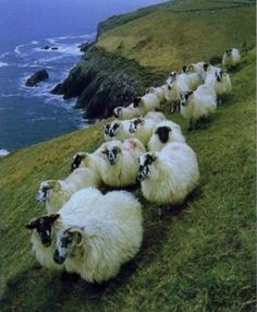 a herd of sheep sitting on top of a lush green hillside next to the ocean