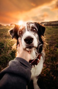 a dog that is standing in the grass with its owner's hand on it