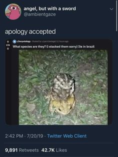 a tweet with an image of a frog on it's twitter page