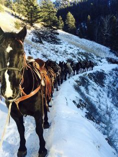 a large group of horses walking down a snow covered mountain side trail with harnesses on their backs