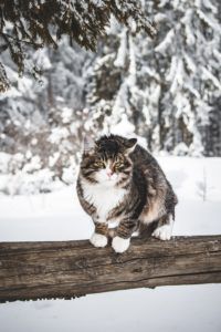 a cat sitting on top of a wooden log in front of some snow covered trees