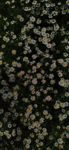 many white and yellow flowers in the grass