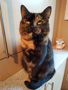 a cat sitting on top of a counter next to a refrigerator