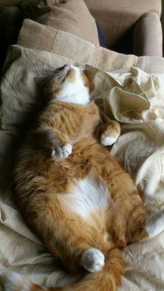 an orange and white cat laying on top of a bed next to a pillow with its eyes closed