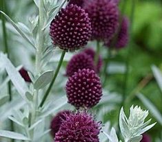 purple flowers are blooming in the garden