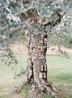 an old tree with pictures pinned to it