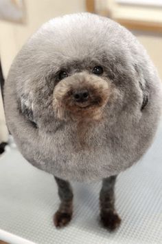 a small gray dog standing on top of a white table with it's head turned to the side