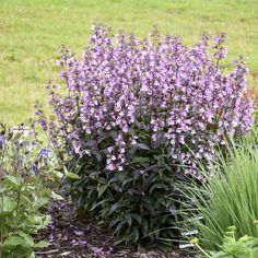 purple flowers are blooming in the garden next to some green grass and plants on the ground