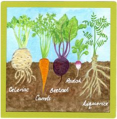 an image of carrots and radishes in the soil with names on them