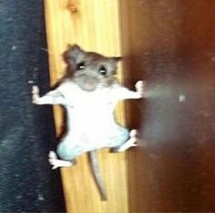 a mouse standing on its hind legs in front of a door