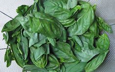 a pile of fresh basil leaves sitting on top of a mesh tablecloth covered surface