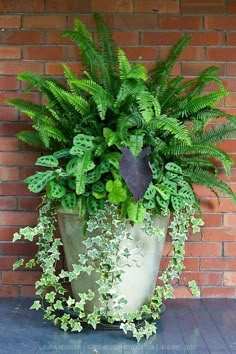 a large potted plant sitting on top of a wooden floor next to a brick wall