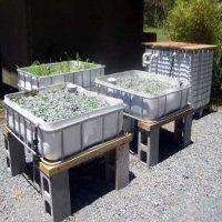 three plastic containers filled with plants sitting on top of gravel