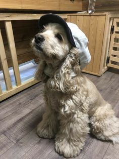 a dog wearing a hat sitting on the floor