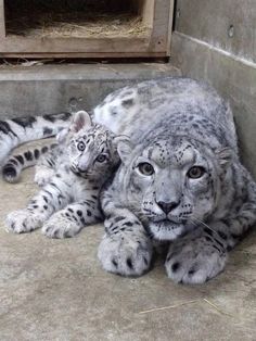 two snow leopards laying on the ground next to each other in front of a door