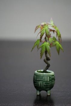 a small green potted plant sitting on top of a table