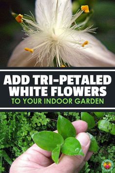 someone is holding some flowers in their hand with the words add tri - petaled white flowers to your indoor garden