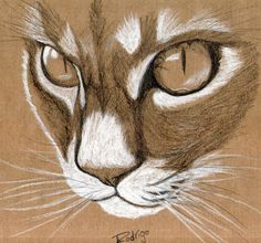 a pencil drawing of a cat's face