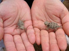 two small lizards are sitting in the palm of someone's hands